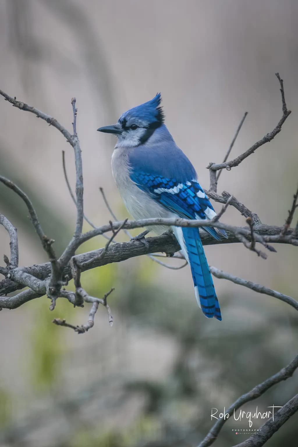 Blue Jay Pause