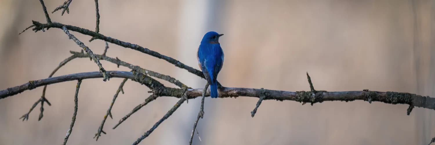 Profile banner