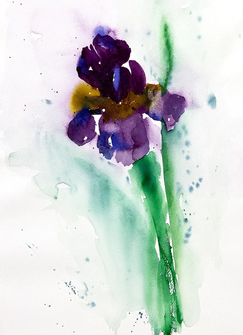 Iris Bloom