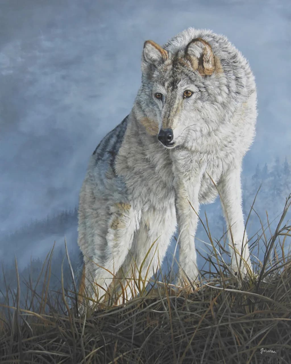 Focused Wolf