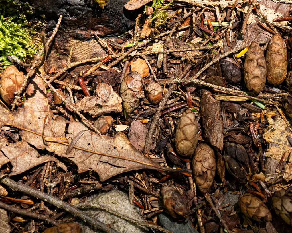 Forest Floor Texture