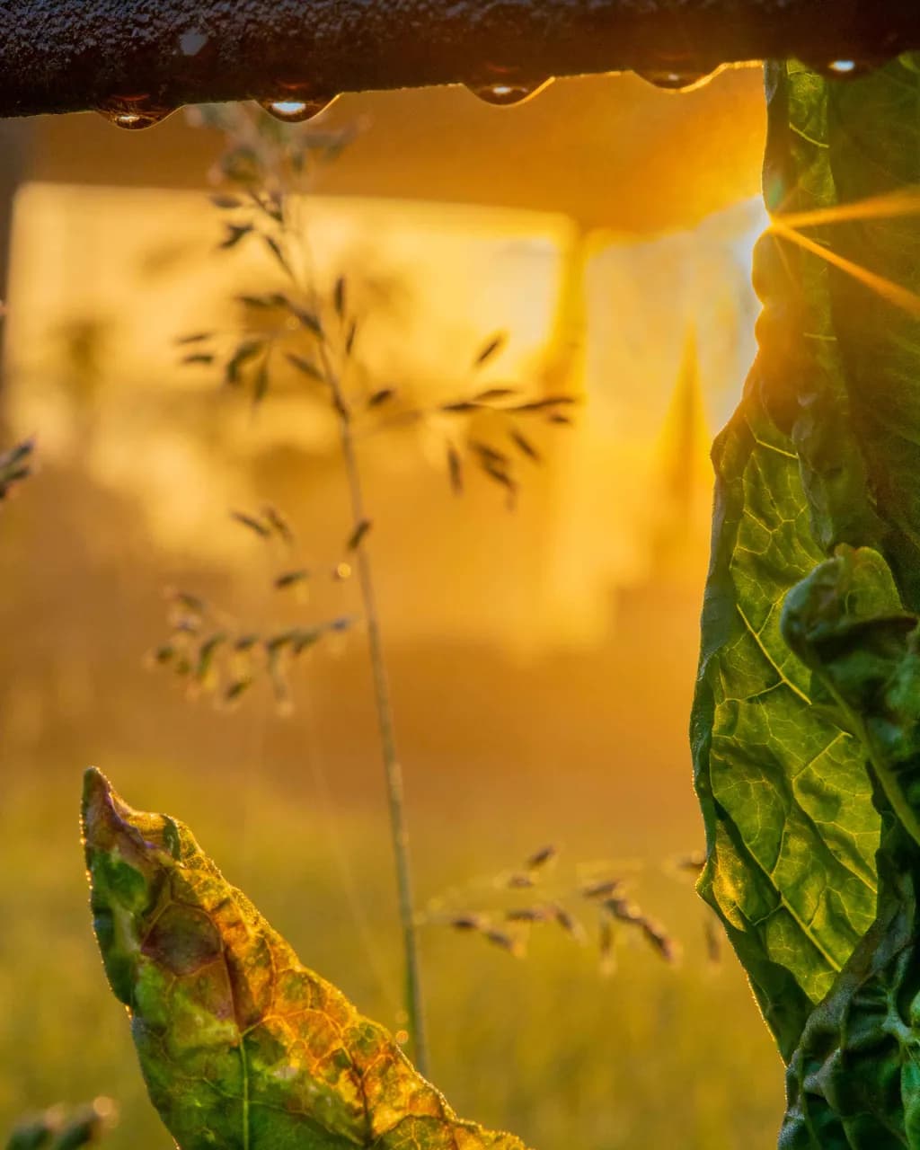 Golden Leaf Glow