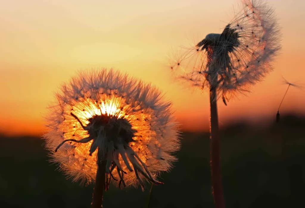 A Dandy Sunset