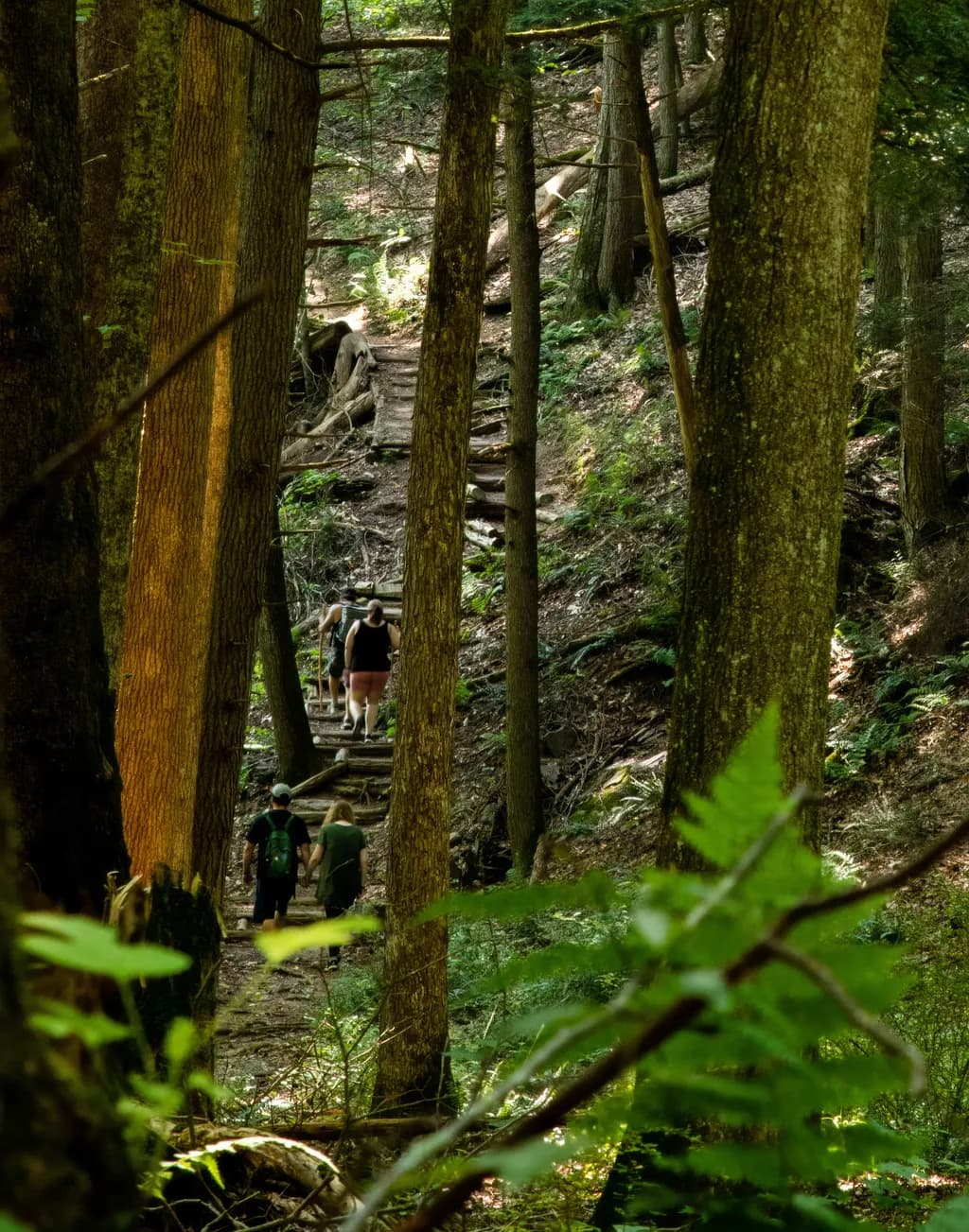 Forest Trail Gathering