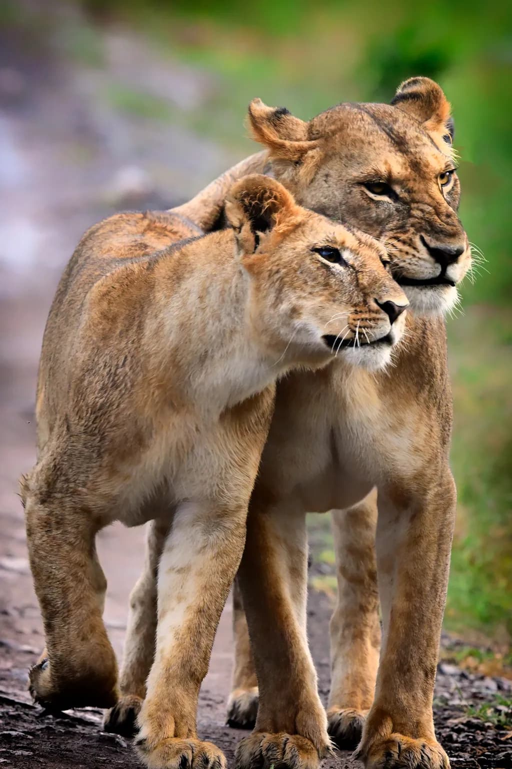 Love is Love