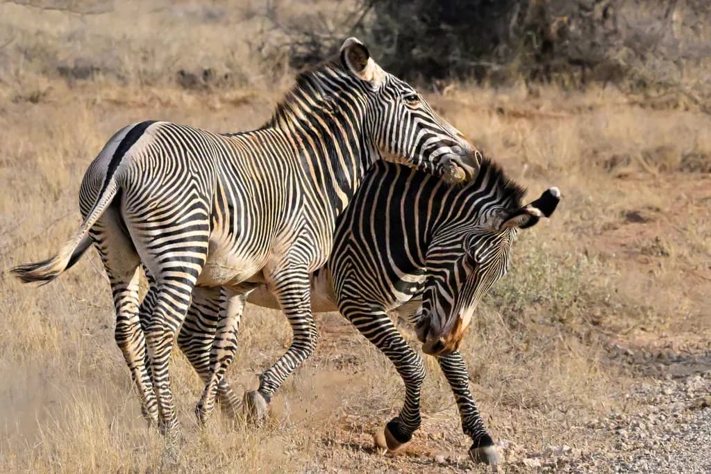 Frolicking Stripes