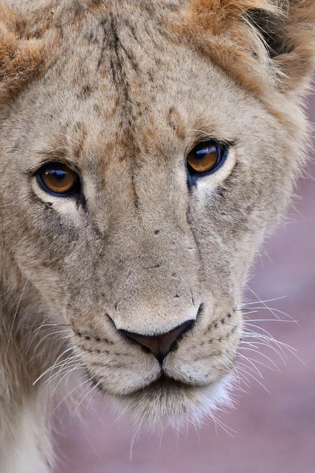 The Eyes