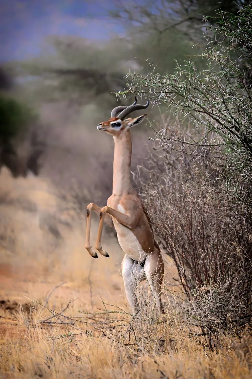 Long Neck Gerenuk
