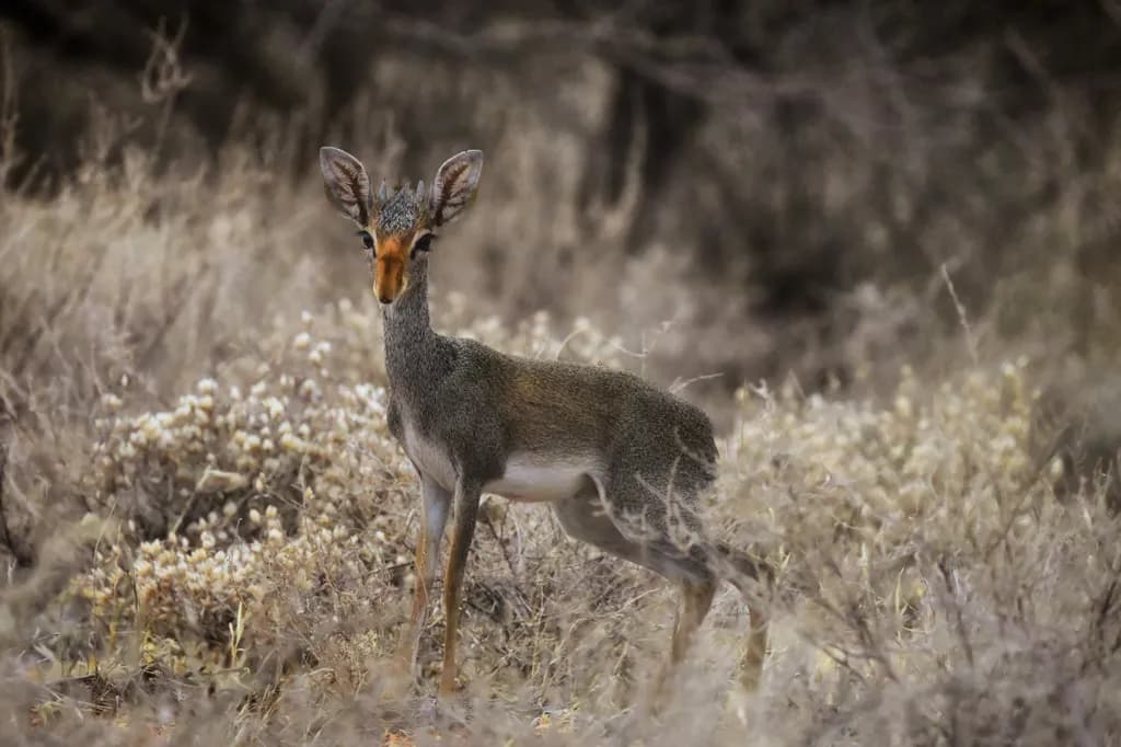 Dik-dik Gaze