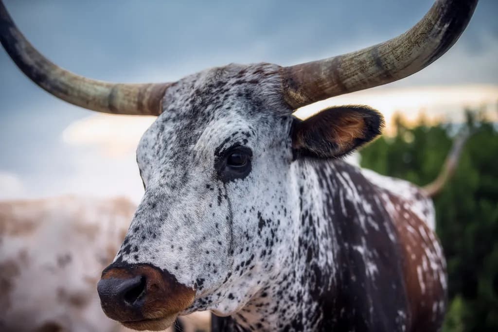 Longhorn Portrait: "Fancy"