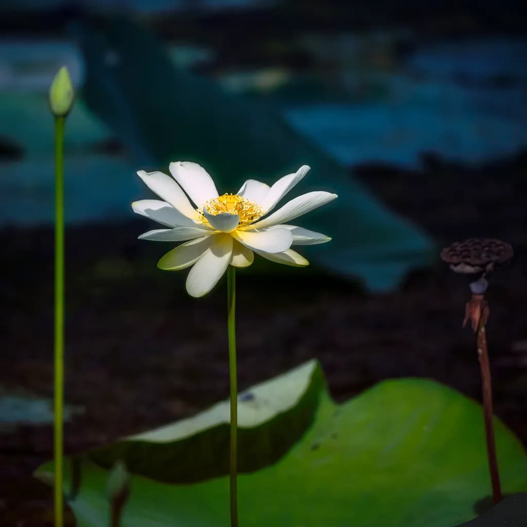 Lotus Blossom