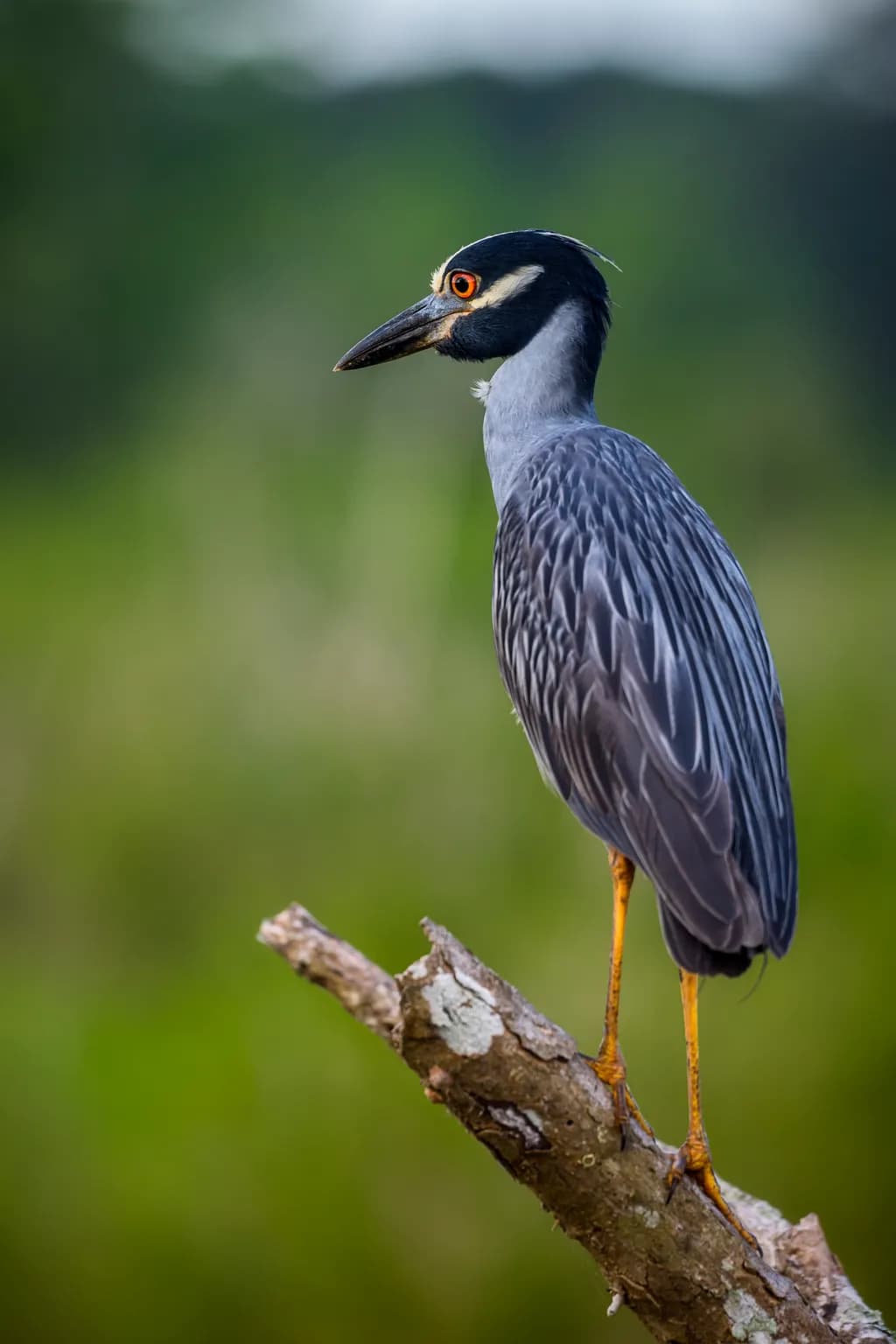 Night Heron Elegance
