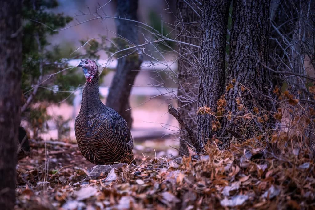 Wild Turkey of Palo Duro Canyon