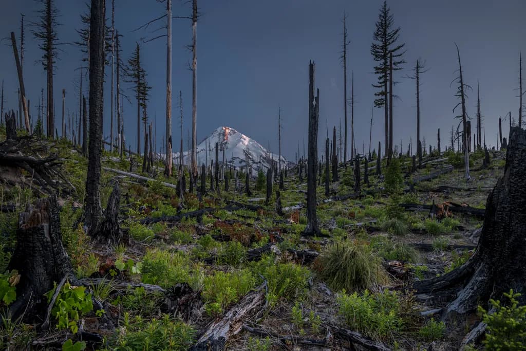 Resilient Landscape: Mount Hood at Sunset