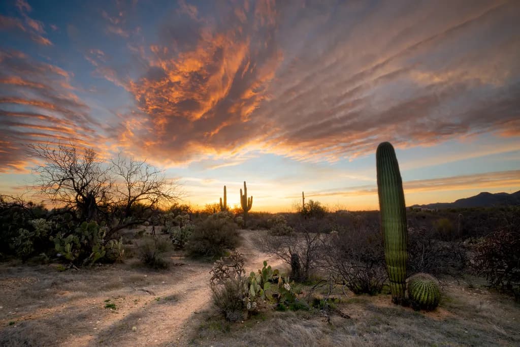 Desert Dreams: A Sunset Symphony with Cacti and Clouds