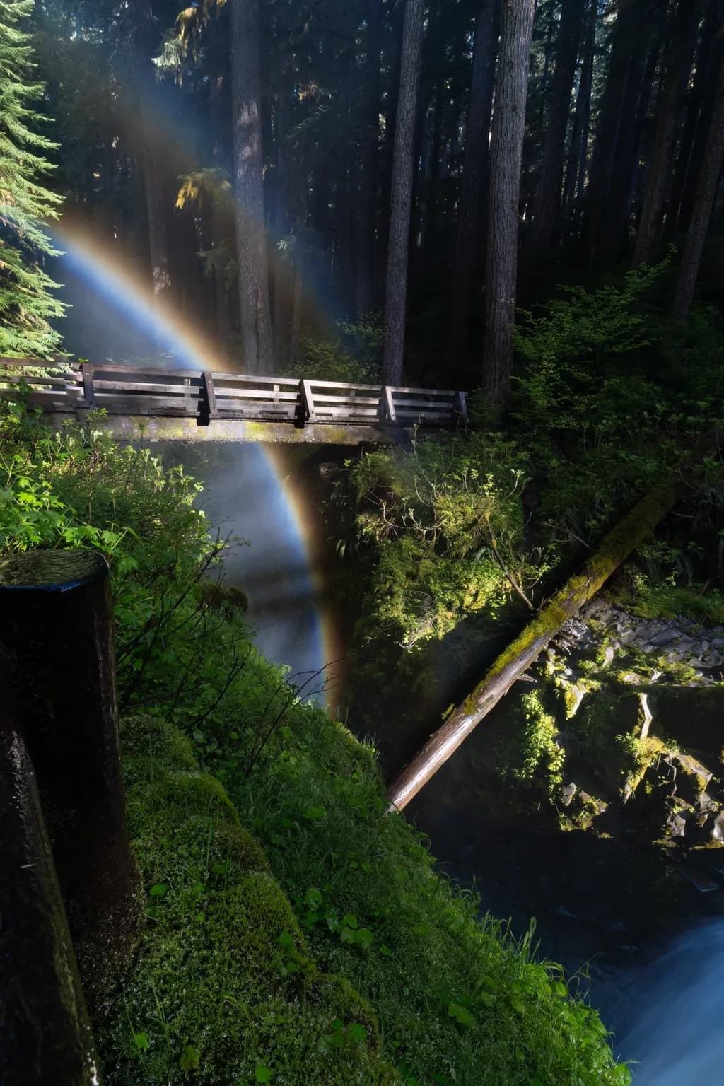 Whispers of Light: A Rainbow's Embrace in the Forest's Heart