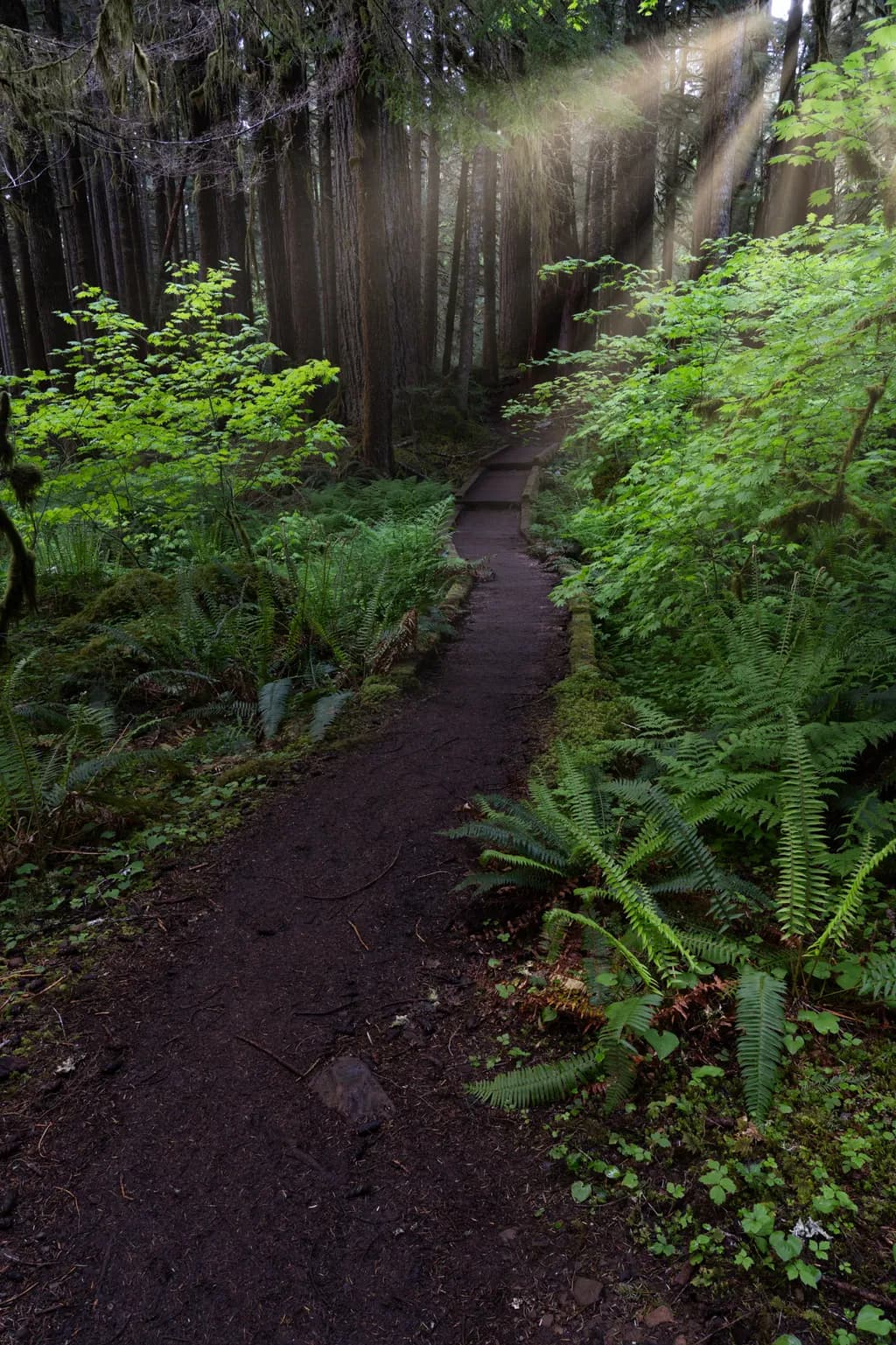 Whispers of the Forest: A Serene Path Through Nature's Embrace