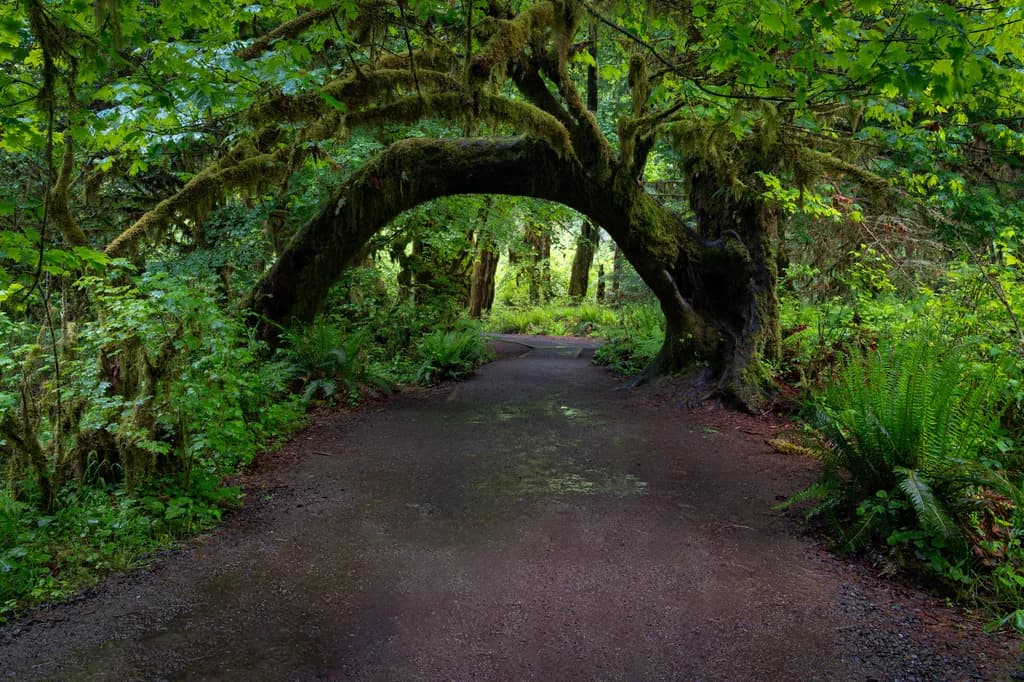 Whispers of the Forest: A Tranquil Pathway Through Nature's Embrace