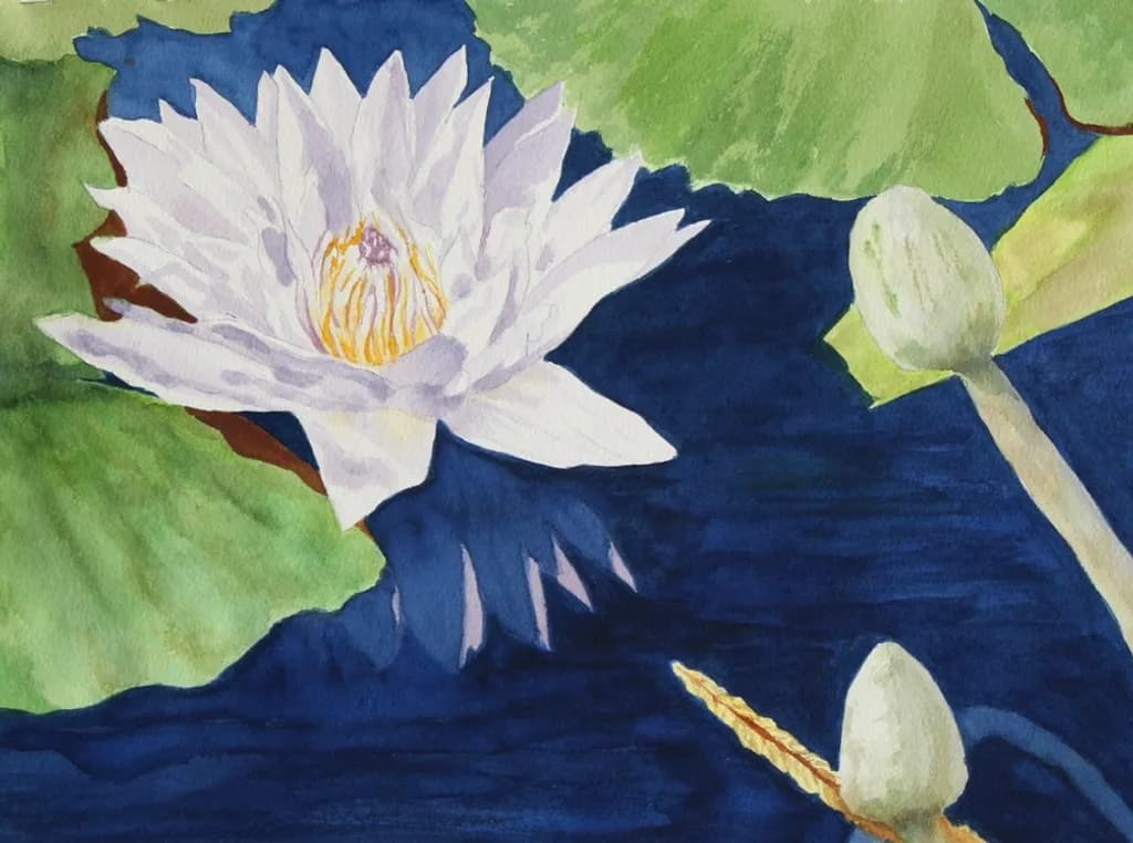 White Water Lily