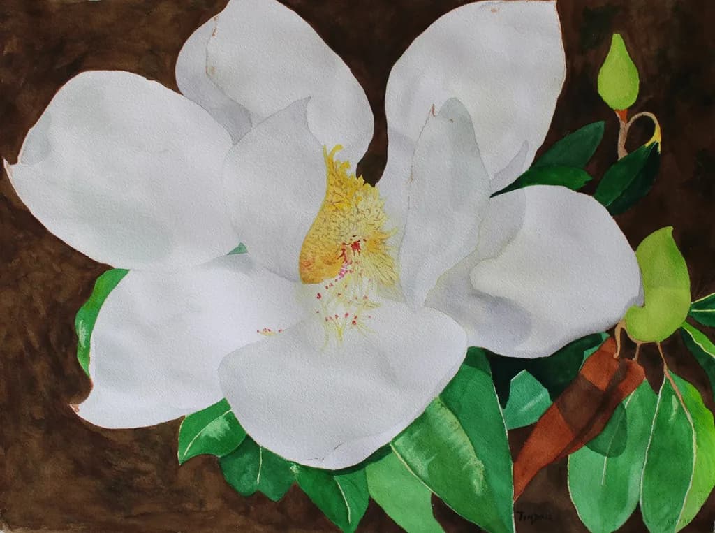 Magnolia Blossom