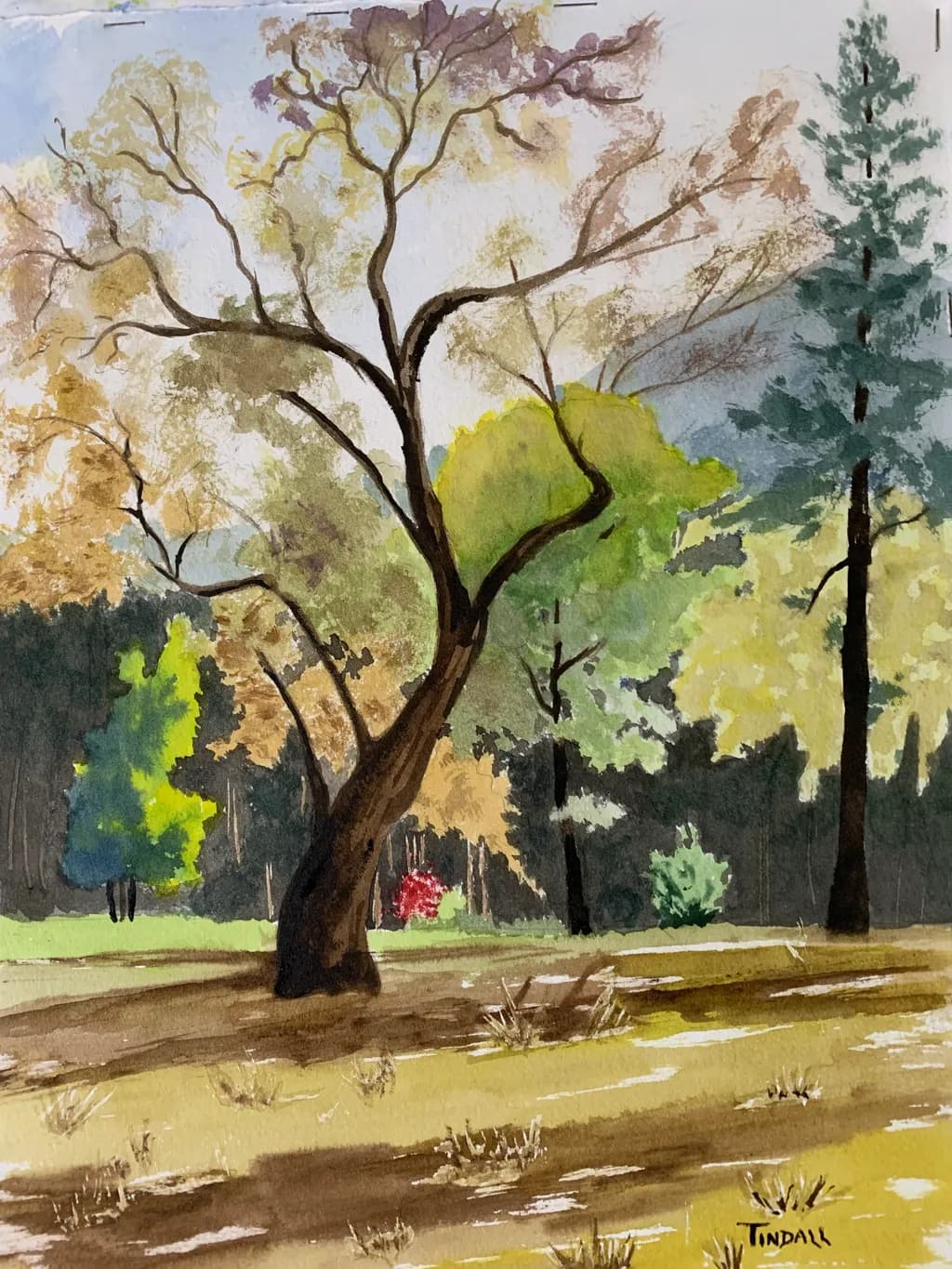 Autumn Grove