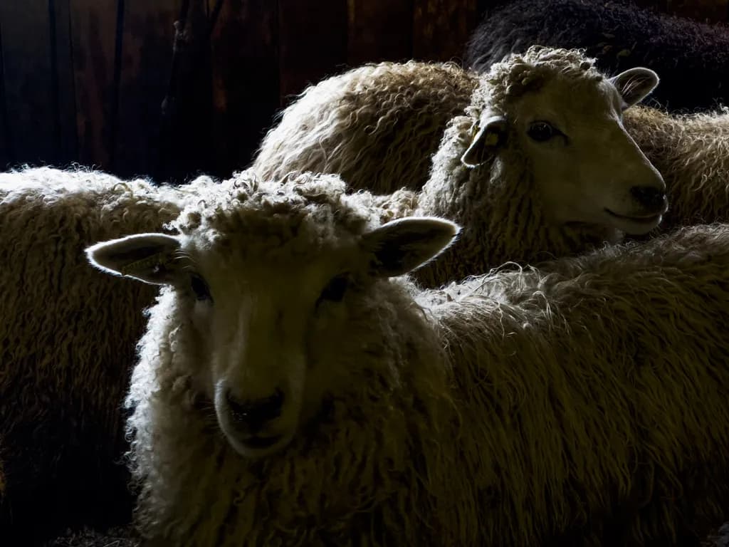 Quiet Sheep Gathering