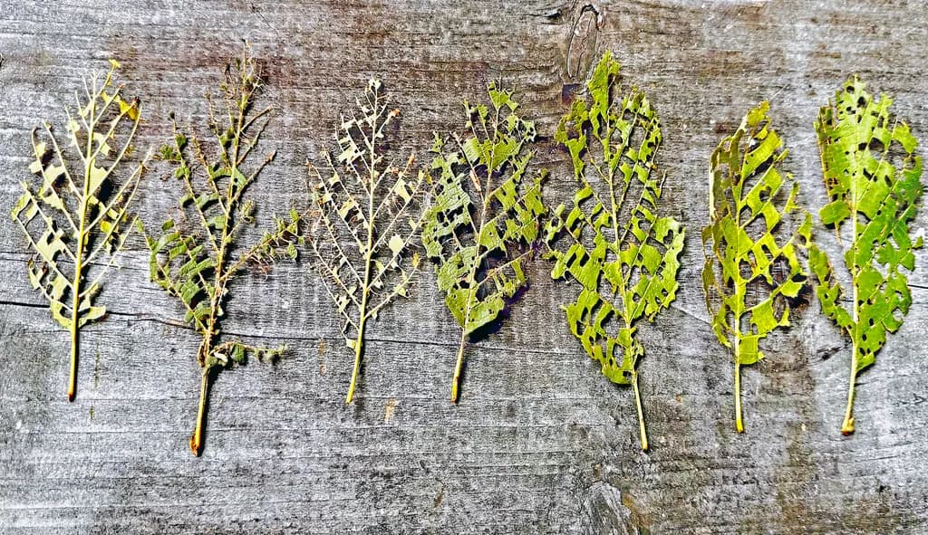 Fading Leaves
