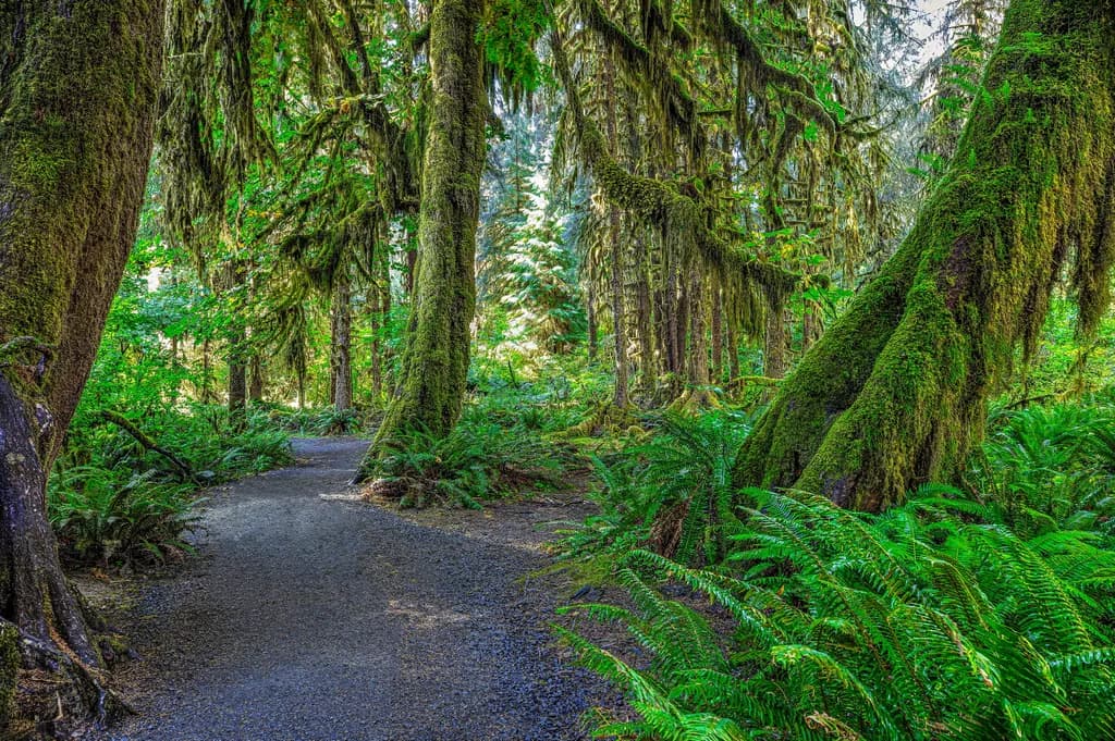 Mossy Woodland Passage