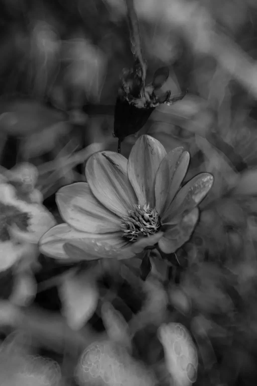 Arboretum Flower Infrared