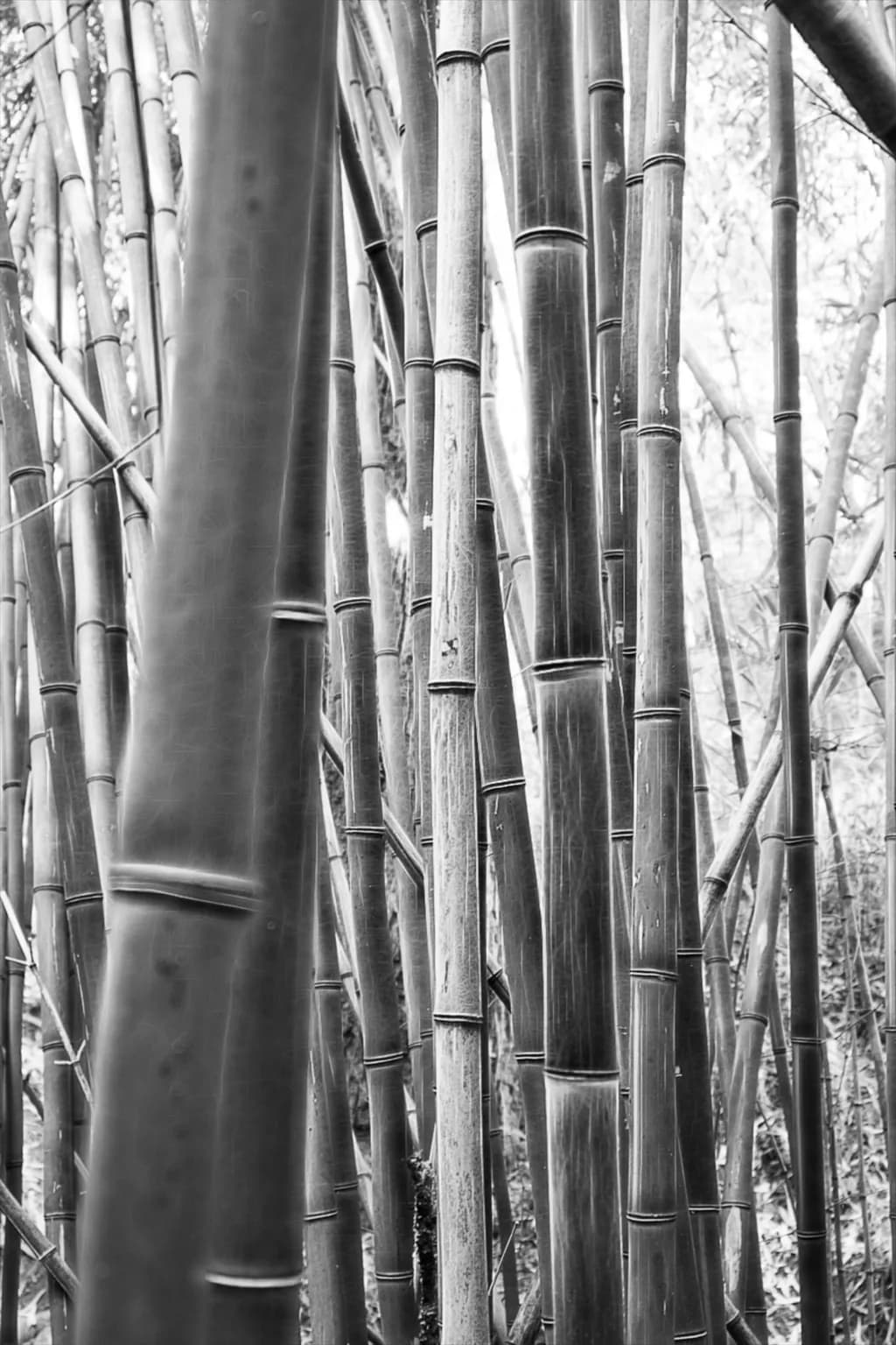 Mountain Lens Bamboo Forest