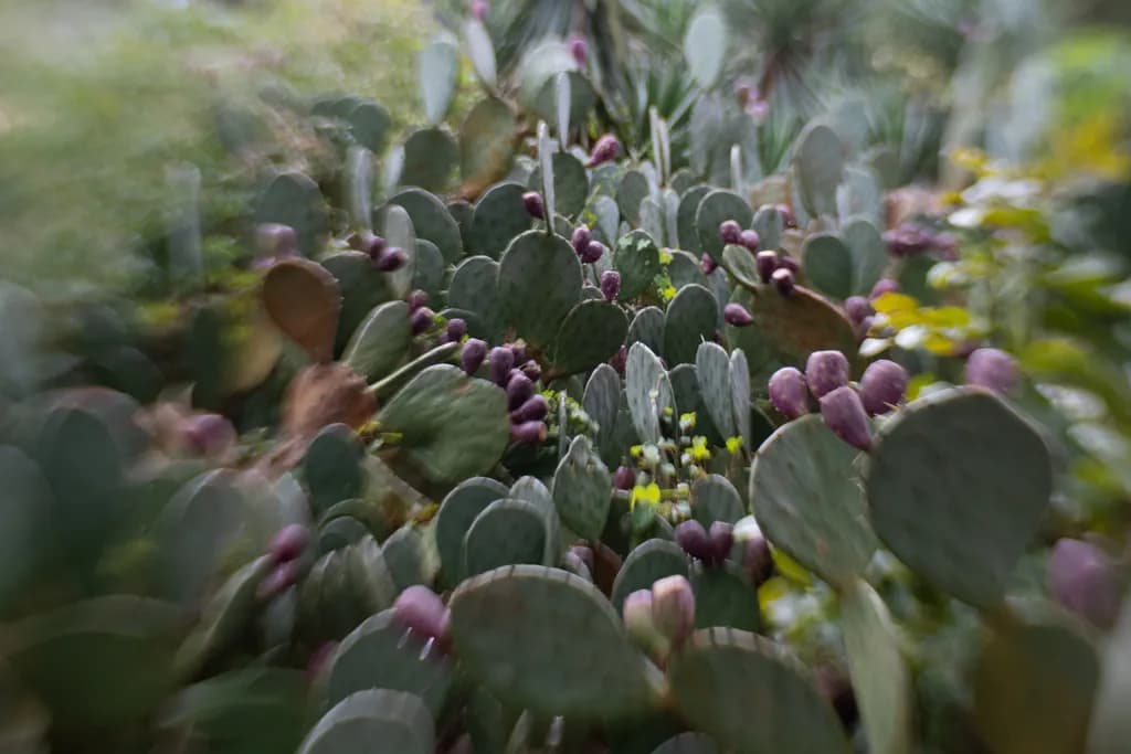 Prickly Pear Cluster