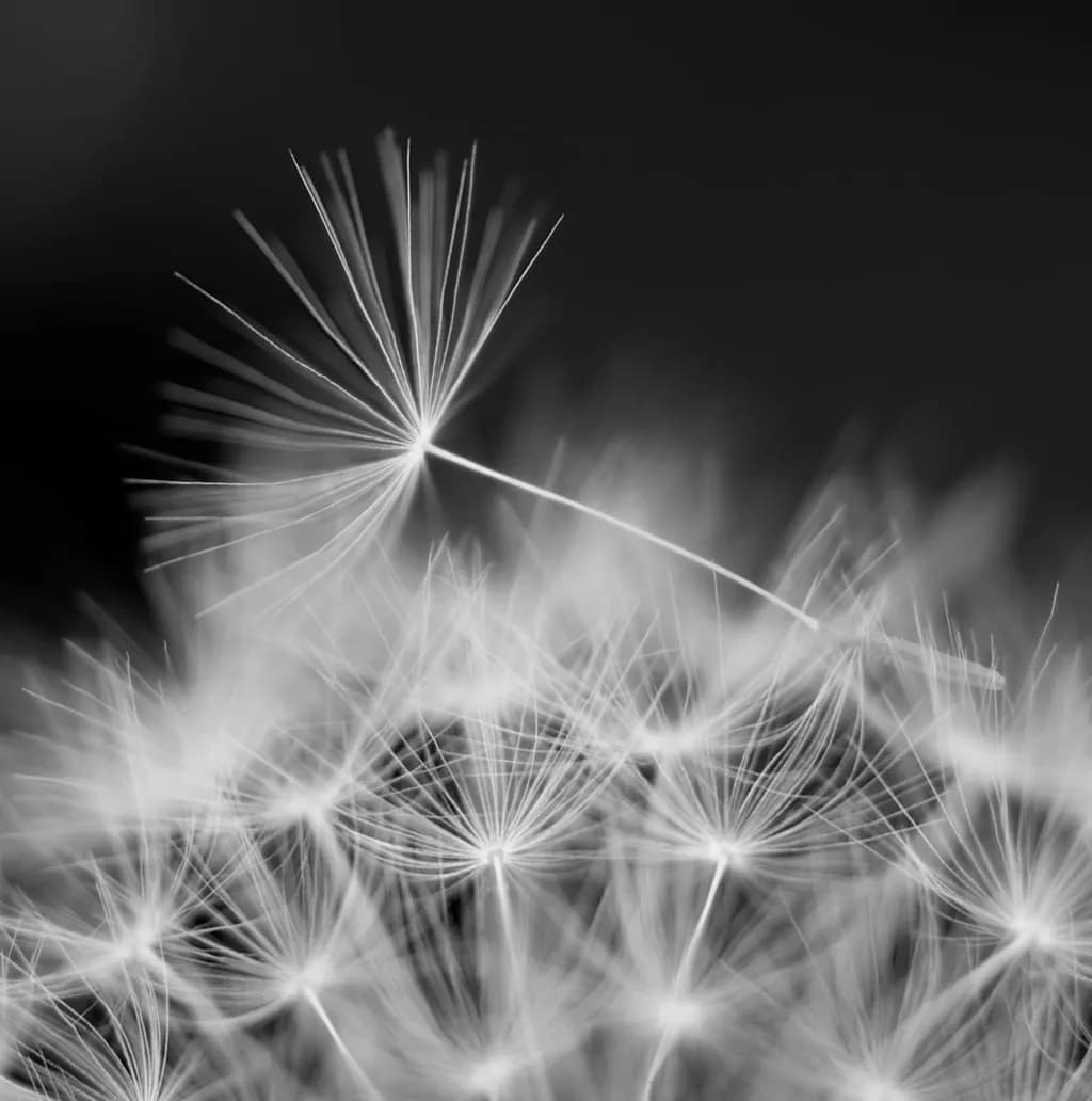 Dandelion Dreams