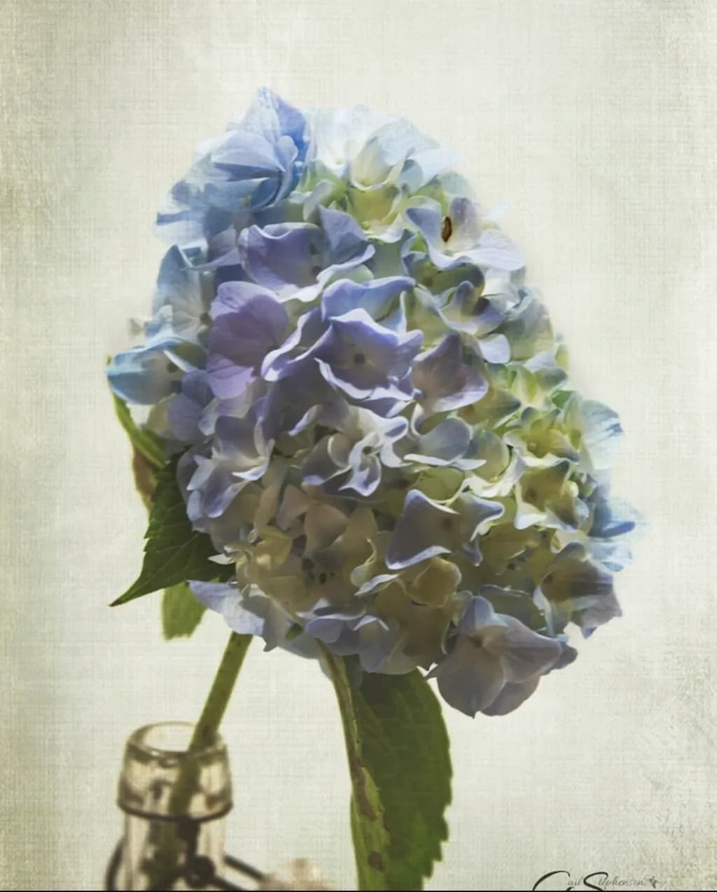 Delicate Blue Bloom