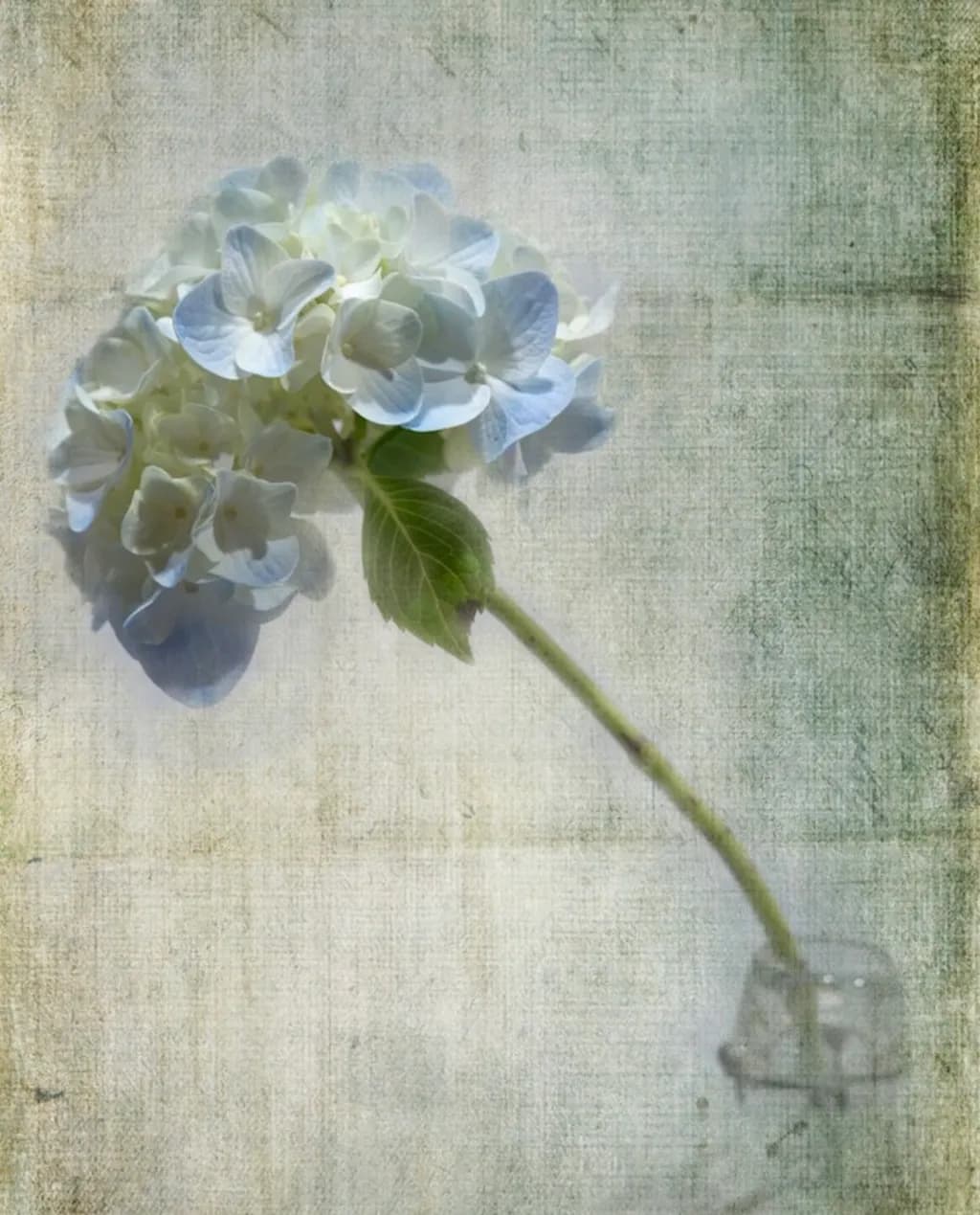 Delicate White Bloom
