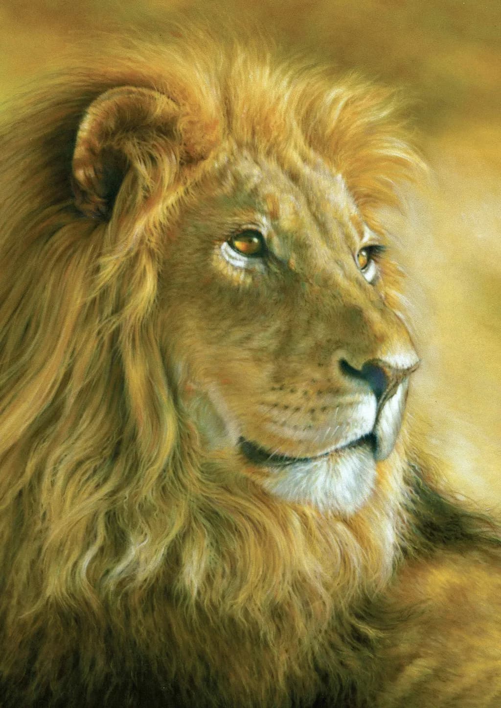 Lion Close-Up