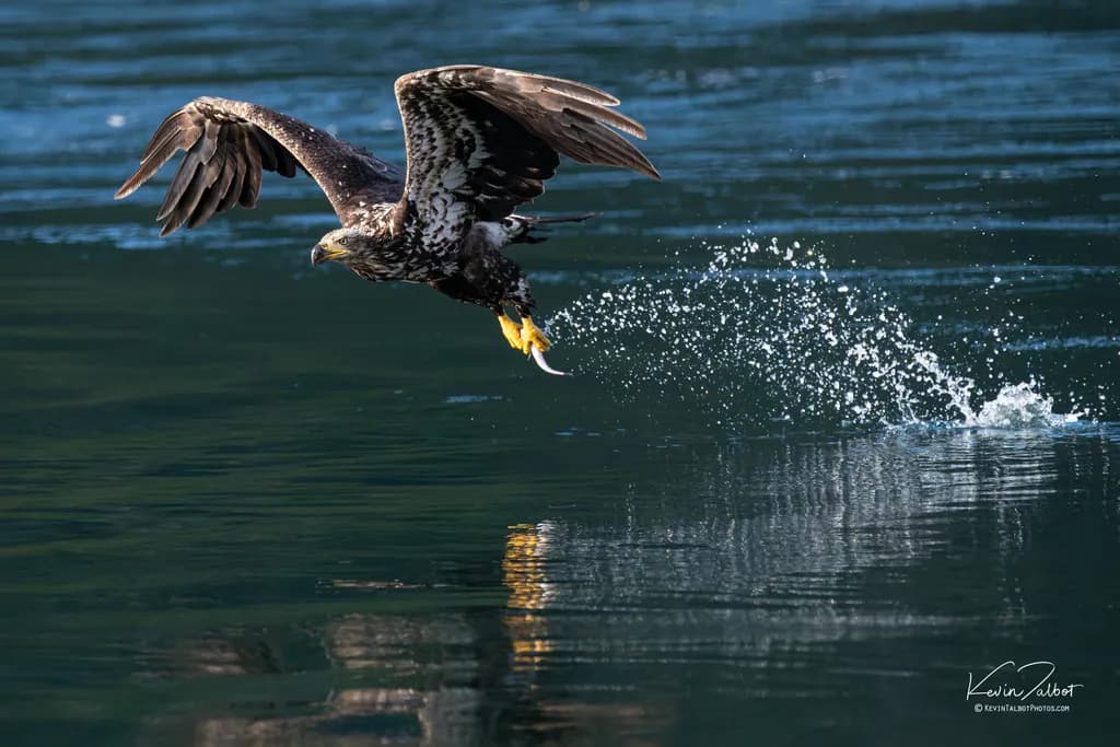 Eagle Over Water
