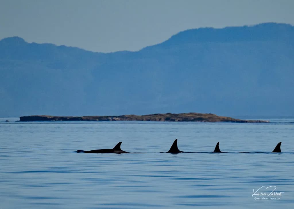 Orcas Beyond Island