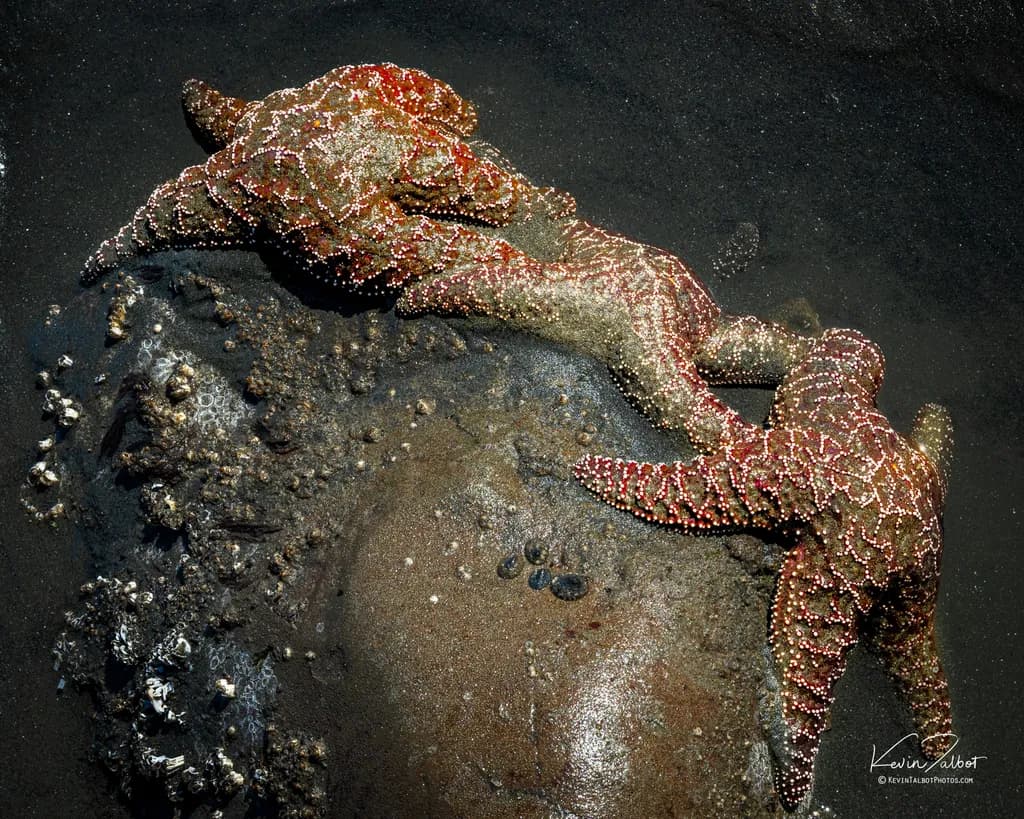 Starfish Gathering