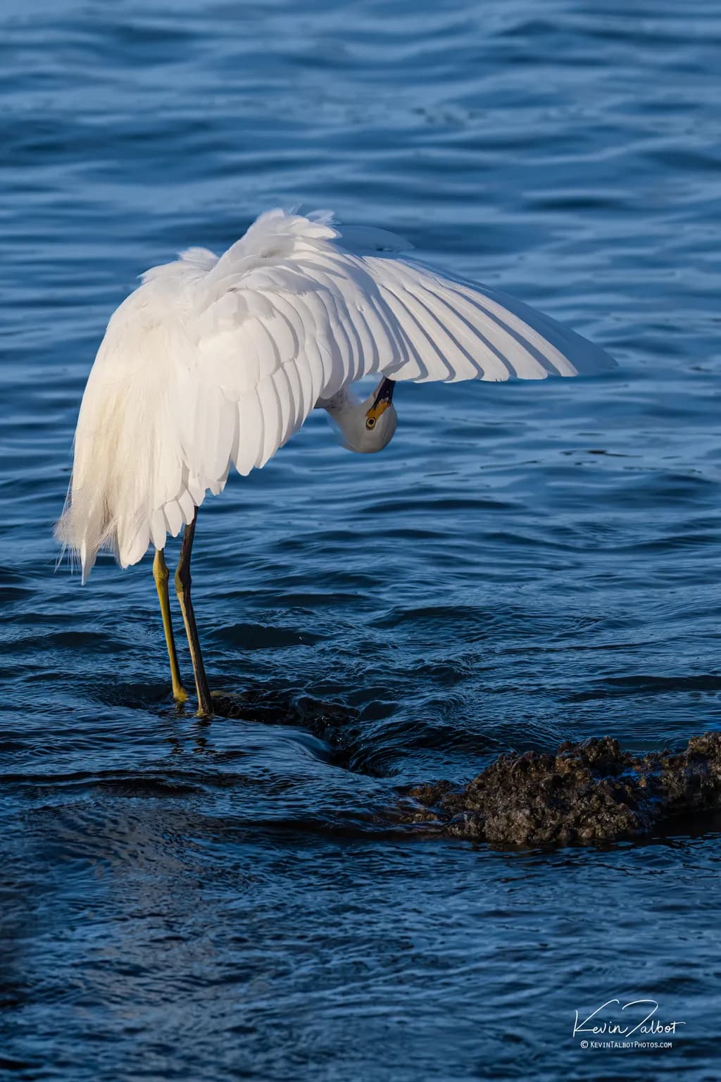 Egret Over Deep Water