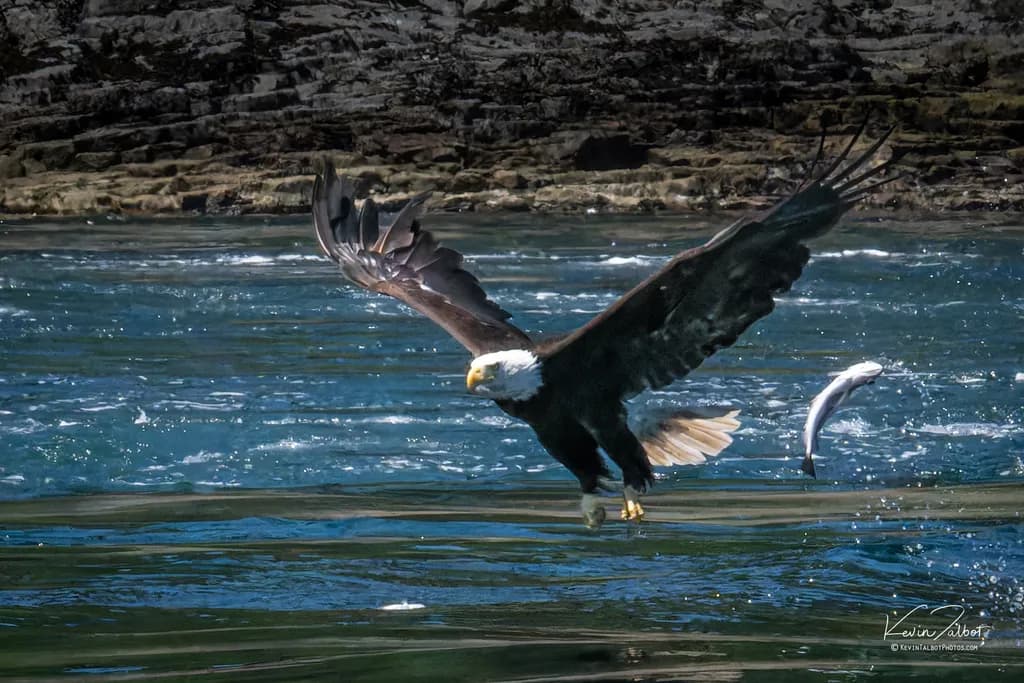 Bald Eagle in Flight