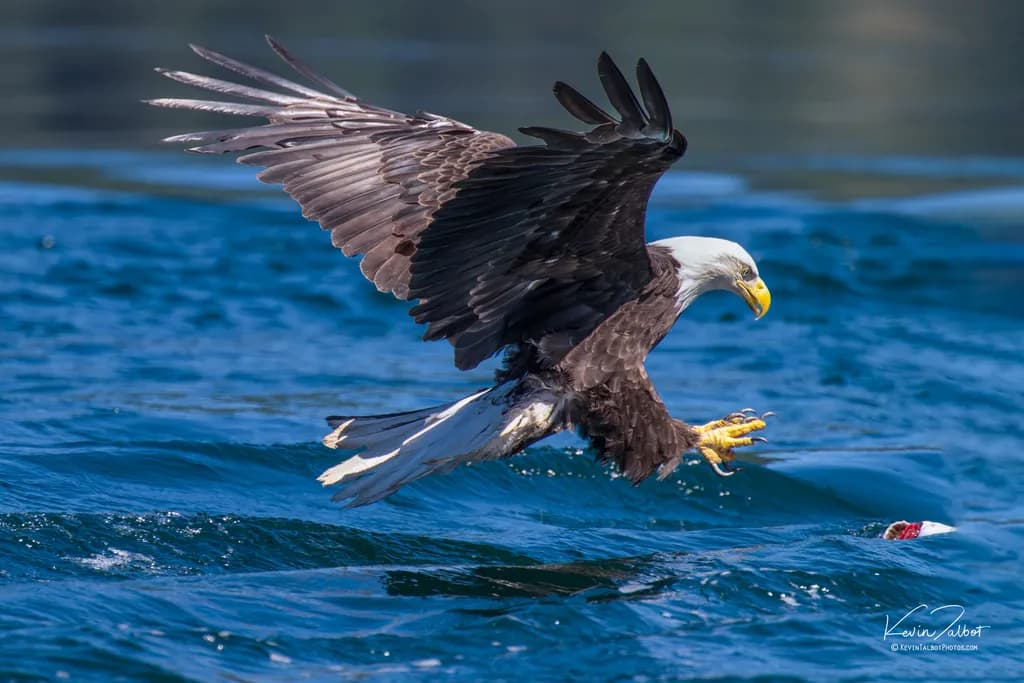 Eagle Over Ocean
