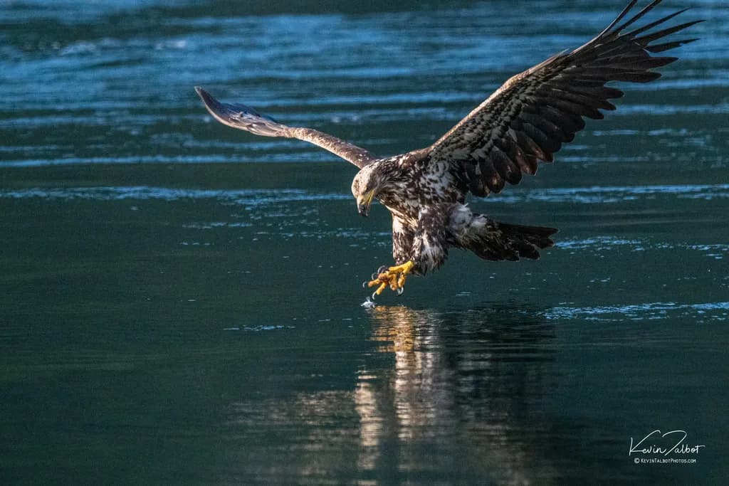 Eagle Over Water