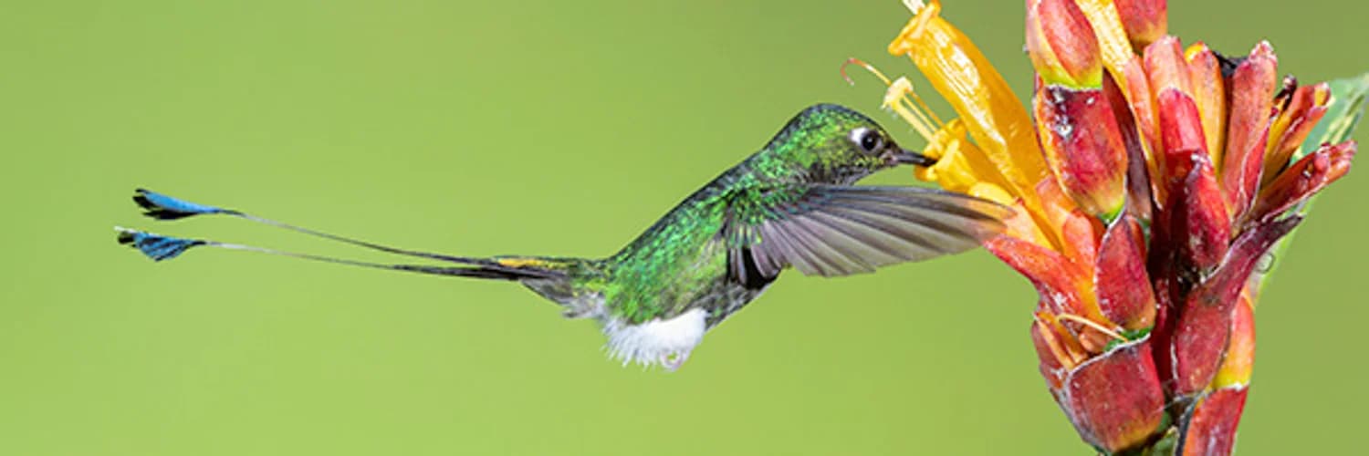 Banner del perfil