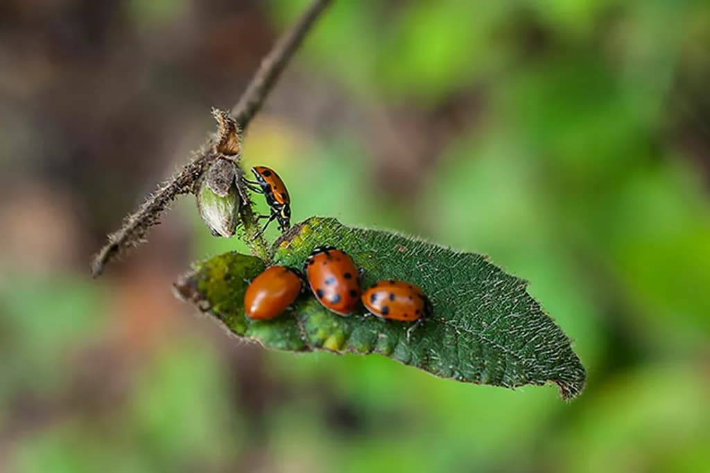 Ladybug Gathering