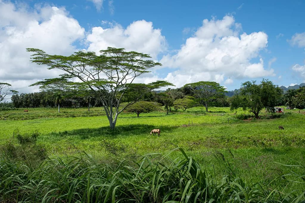 Kauai Meadow with Horse
