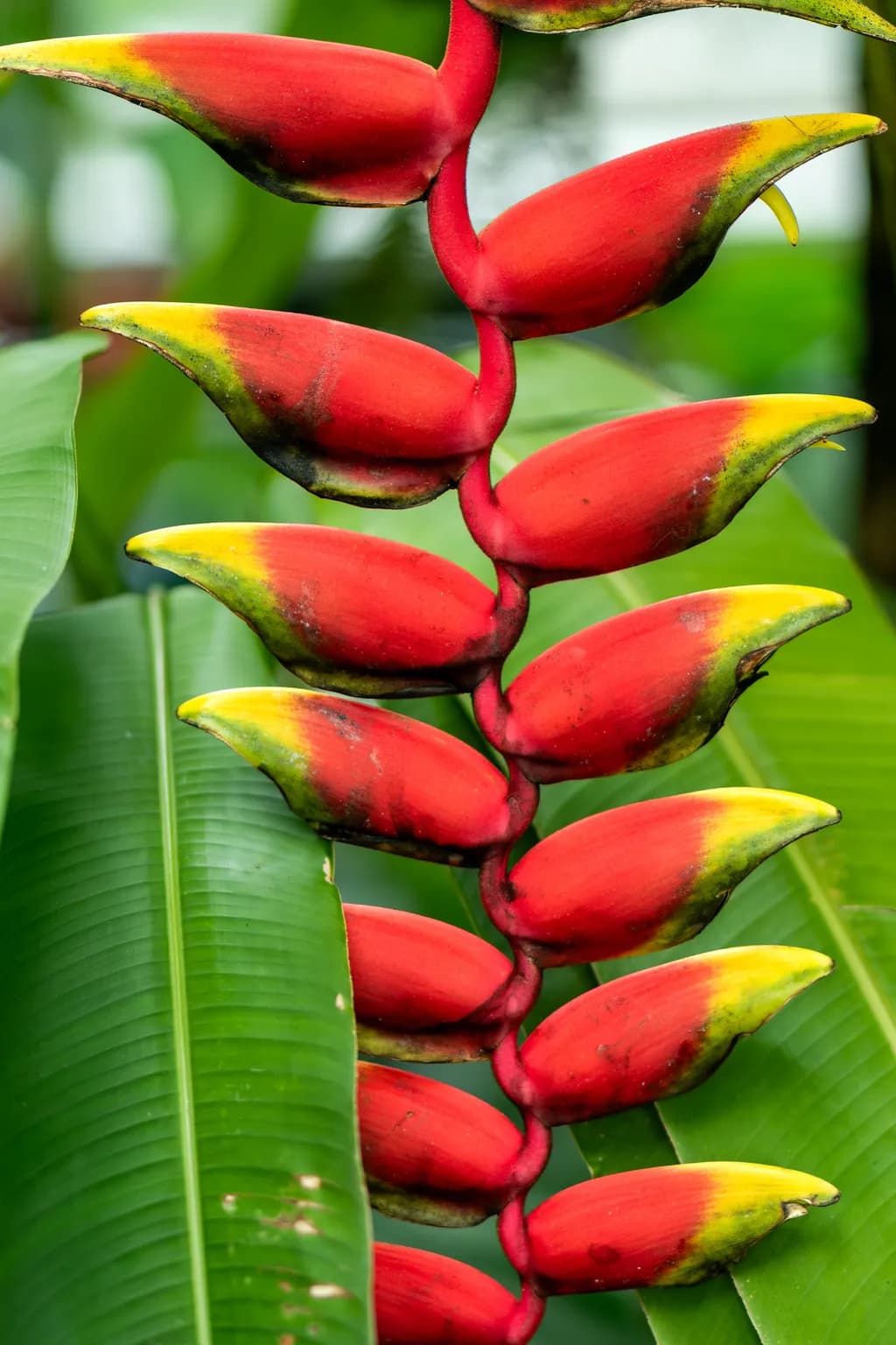 Accordian Flame