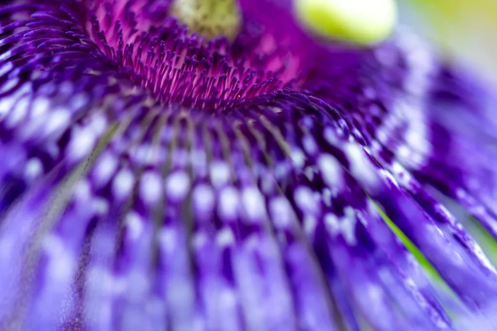 Velvet Whorl