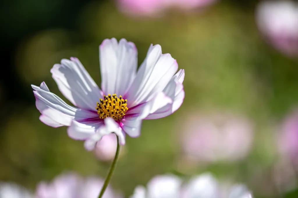 Petal Ballet