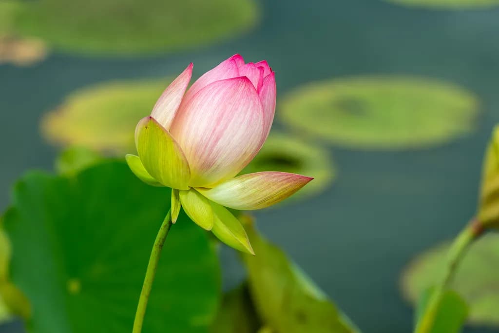 Blushing Lotus