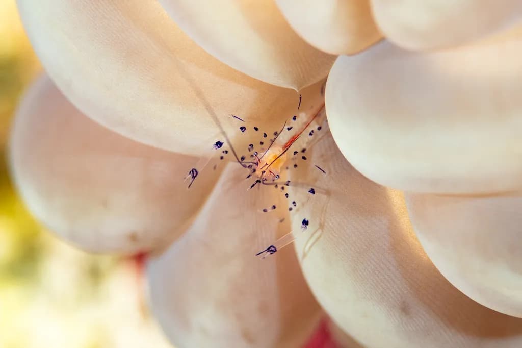 Bubble Coral Shrimp